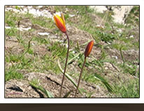 Tulipe des bois espèce endémique du territoire du Verdon